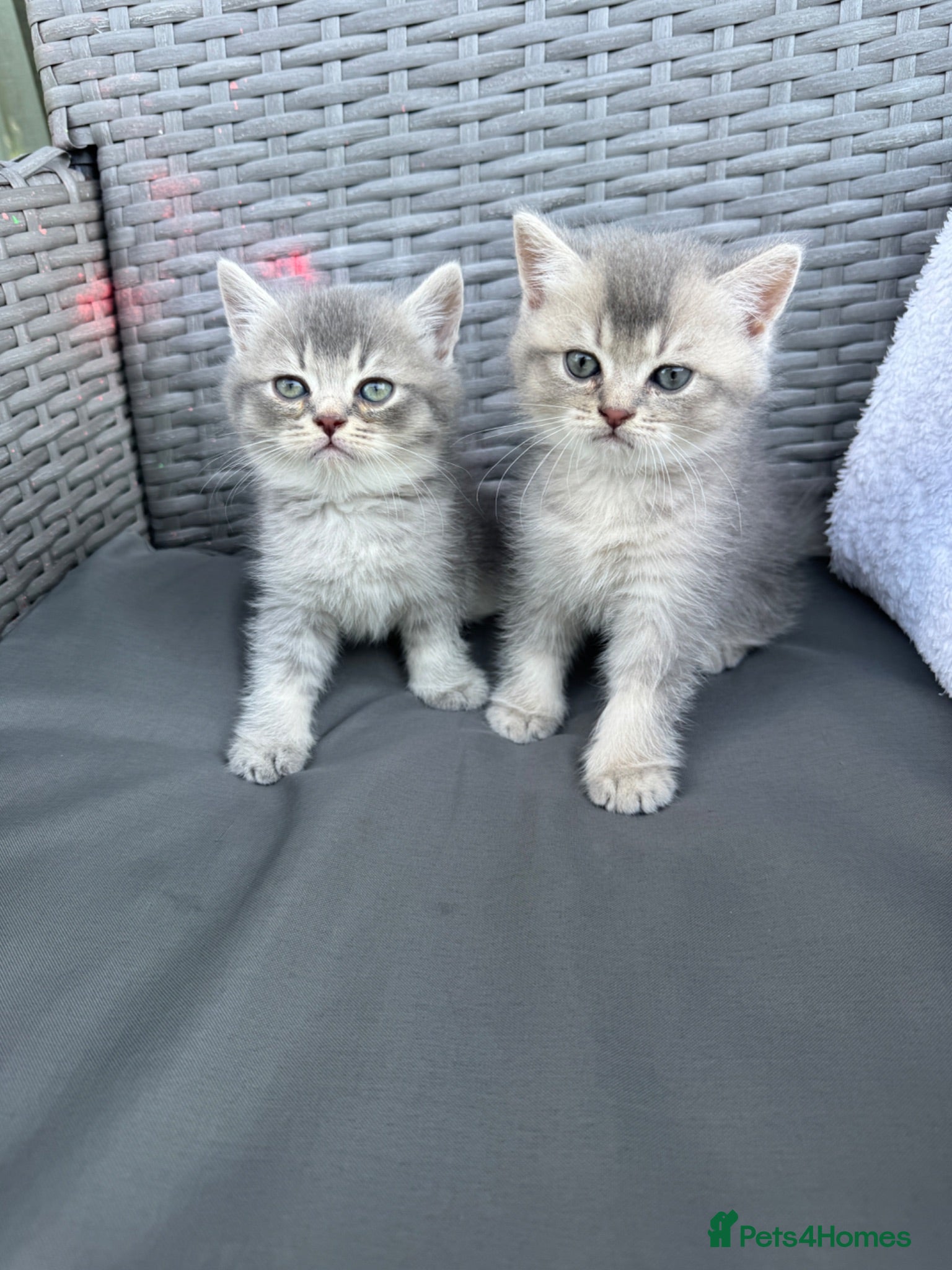 Scottish Fold cats 2 Grey Scottish Straight Kittens - Advert 2