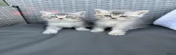 Scottish Fold cats for sale: 2 Grey Scottish Straight Kittens in London - Advert 1