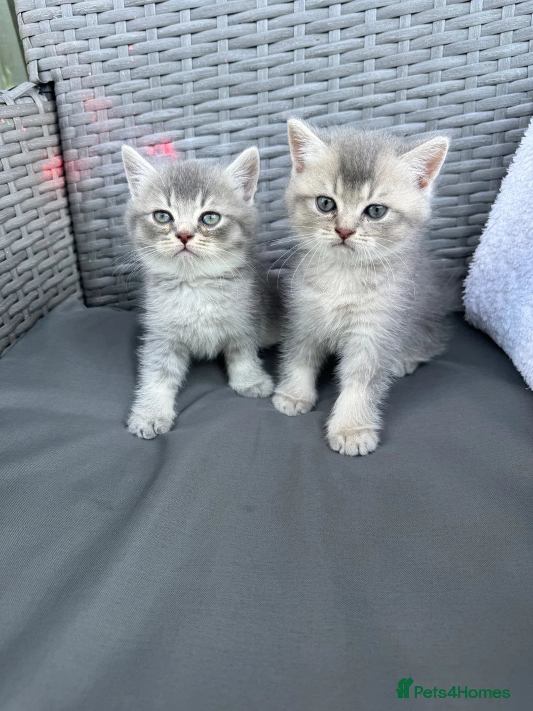 Scottish Fold cats for sale: 2 Grey Scottish Straight Kittens in London - Advert 1