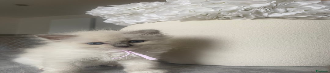 Ragdoll Kitten 1
