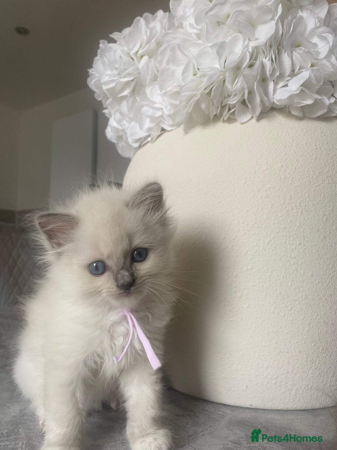 Ragdoll cats for sale: Ragdoll kittens ready now  - Image 6