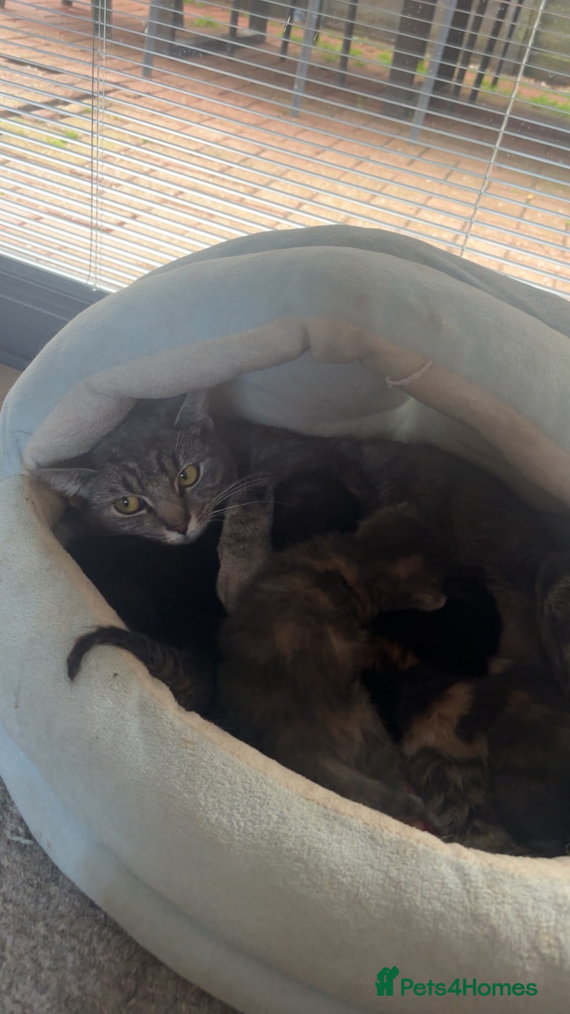 Mixed Breed cats for sale: Gorgeous tri coloured kittens - Advert 4