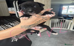 Mixed Breed dogs for sale: Cane Corso x American Bulldog puppies  - Image 17
