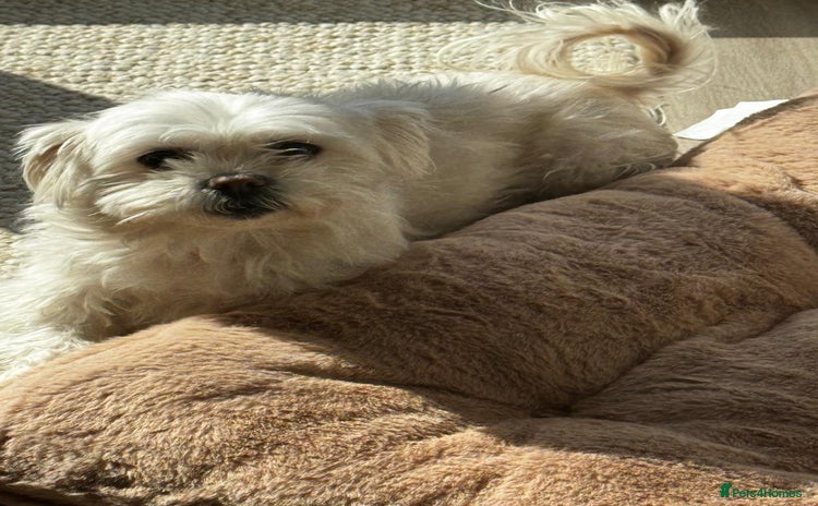 Maltese dogs - Advert 1