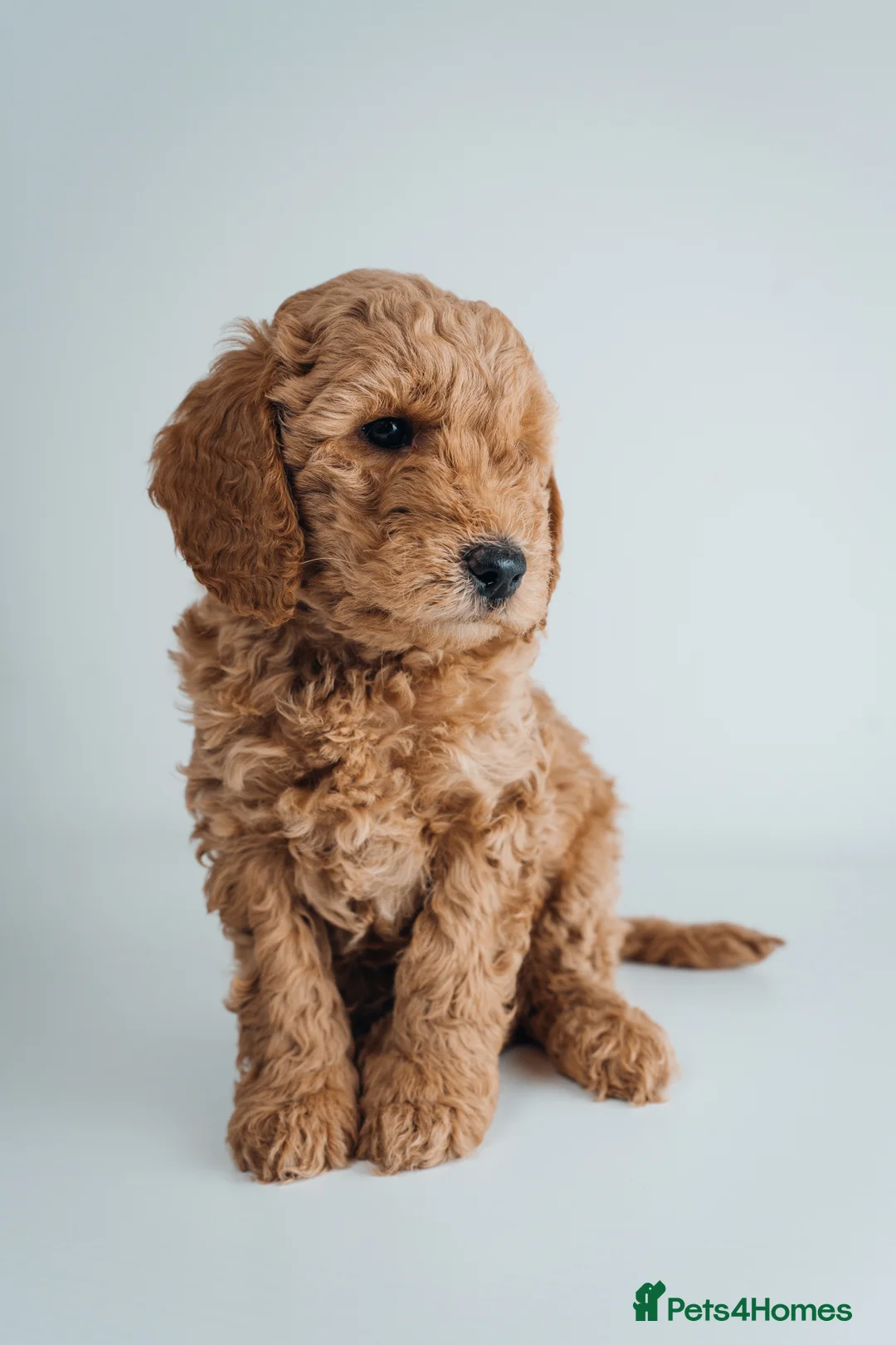 Labradoodle dogs for sale: LAST FEW PUPS - F2B Labradoodle Puppies - Advert 15