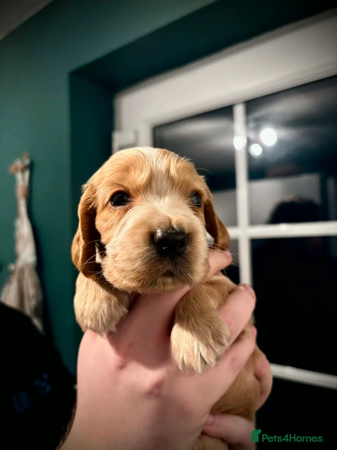 Cocker Spaniel dogs for sale: Last little boy looking for his sofa 🐾 - Advert 10