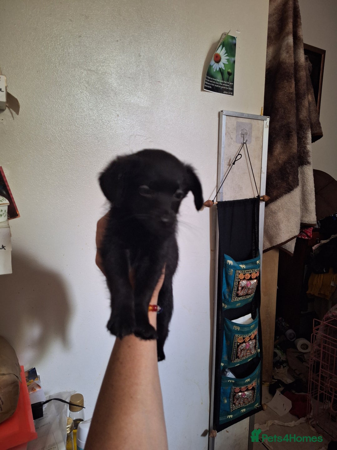 Mixed Breed dogs for sale: Cockerpoo - Image 4