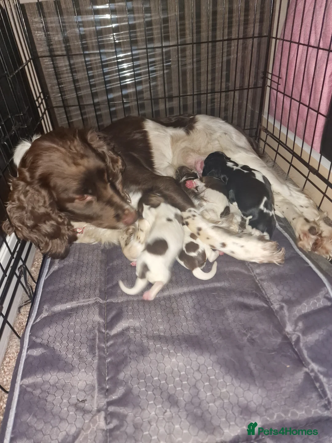 English Springer Spaniel dogs for sale: 8 pups for sale - Advert 3