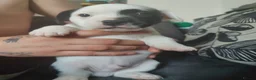Mixed Breed dogs for sale: 3 beautiful boys Frenchie x Staffy x Shih Tzu  - Advert 18