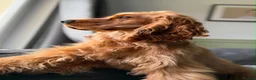 Cocker Spaniel dogs for sale: Litter of 5  gorgeous Cocker Spaniel puppies  in Dunfermline - Advert 5