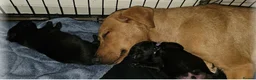 Labrador Retriever dogs for sale: Amazing Labrador Puppies for sale - Advert 16