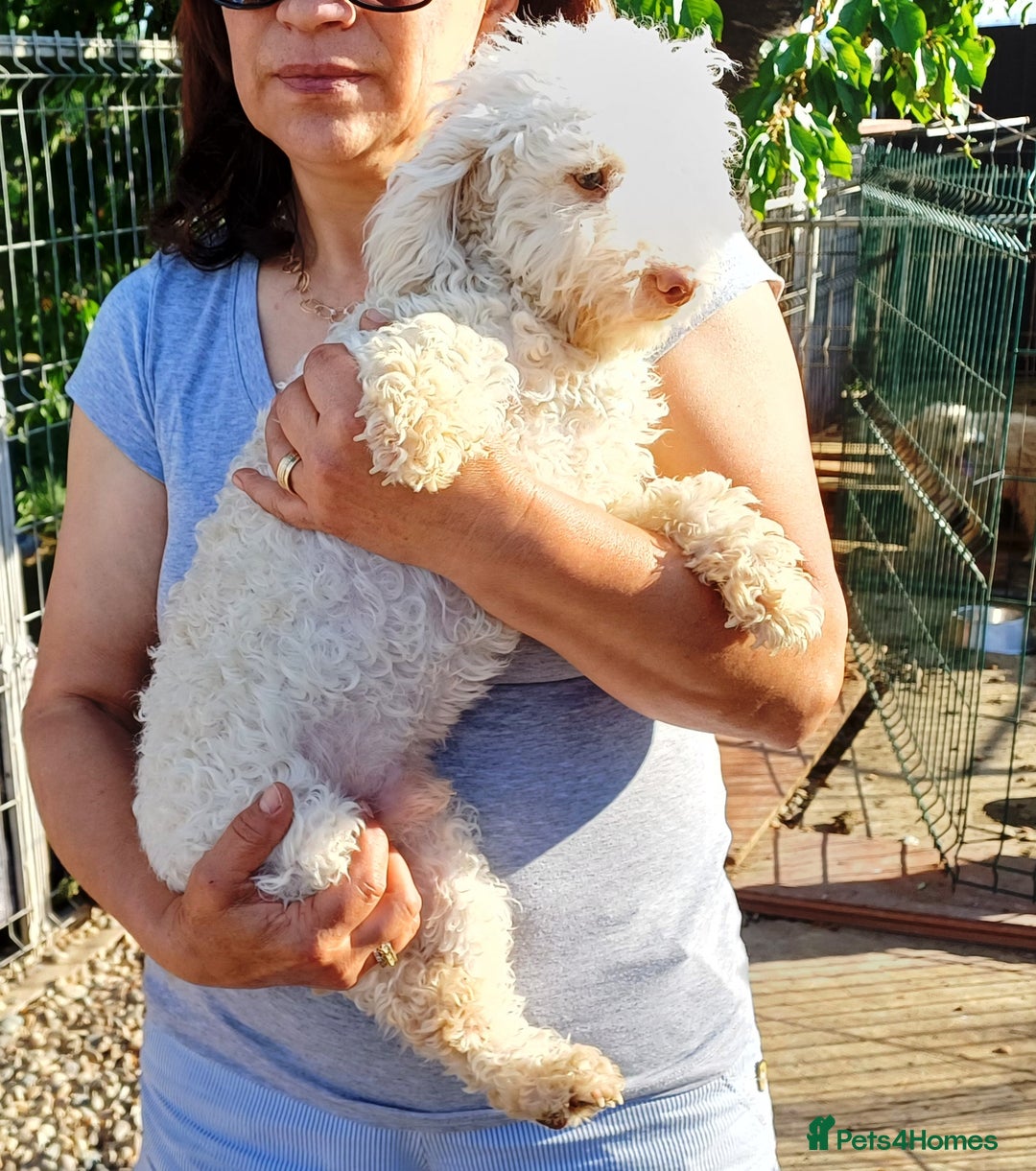 Yorkiepoo dogs for adoption: M.&K. - two inseparable friends for a Loving Home - Image 20