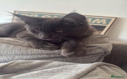 Maine Coon cats for sale: Blue smoke female Maine coon for sale  - Image 7