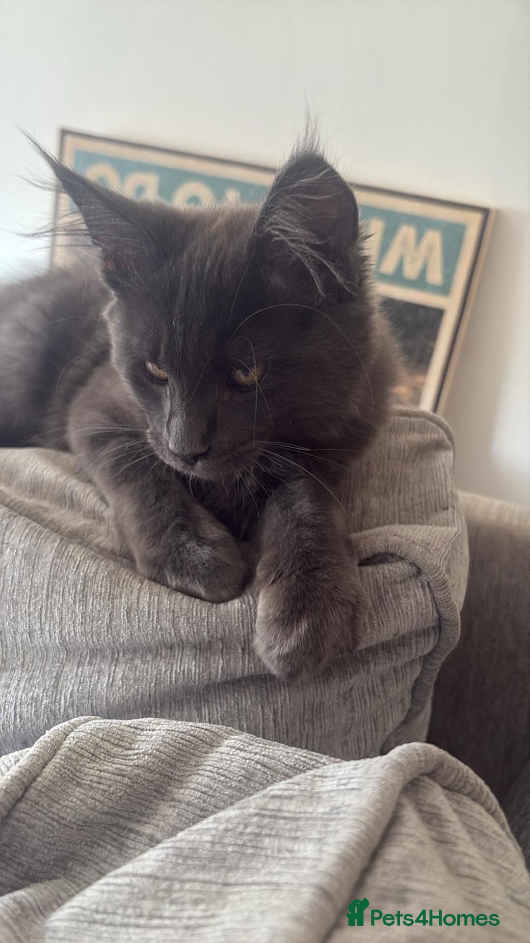 Maine Coon cats for sale: Blue smoke female Maine coon for sale  - Image 7