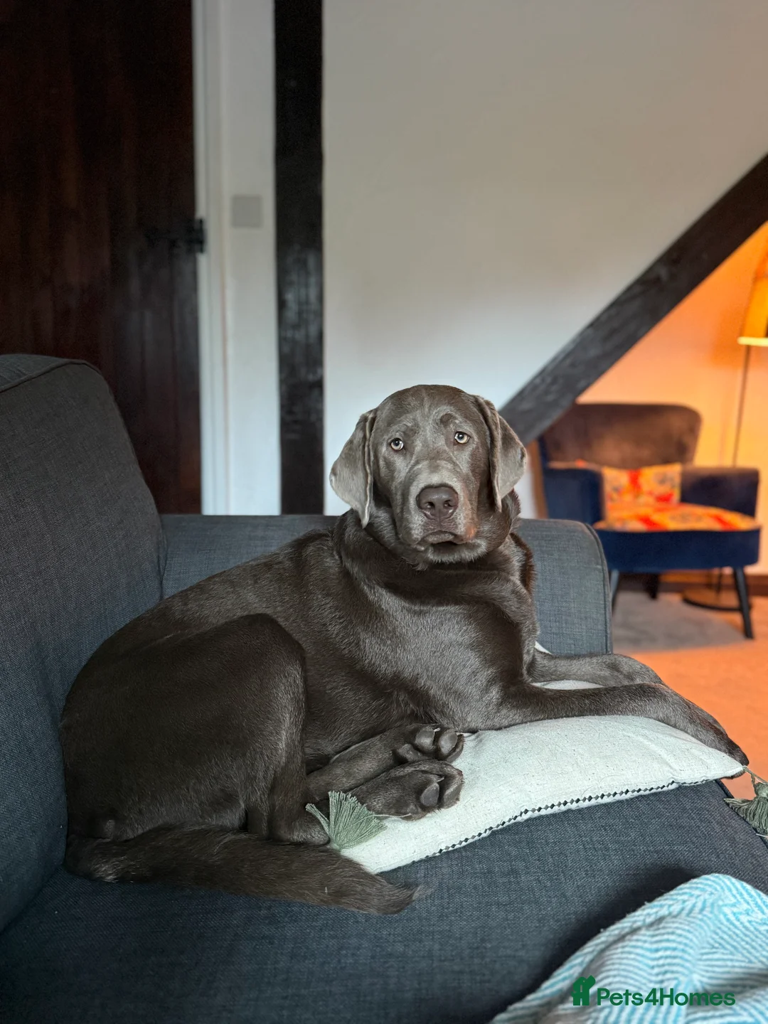 Mixed Breed dogs for sale: Willow  - Advert 1