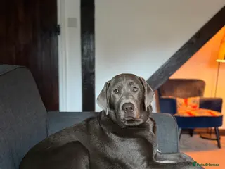 Mixed Breed dogs Willow - Advert 2