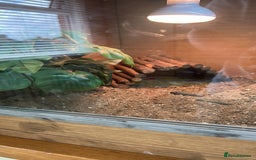 Tortoise reptiles for sale: Shelly The Tortoise  - Image 7