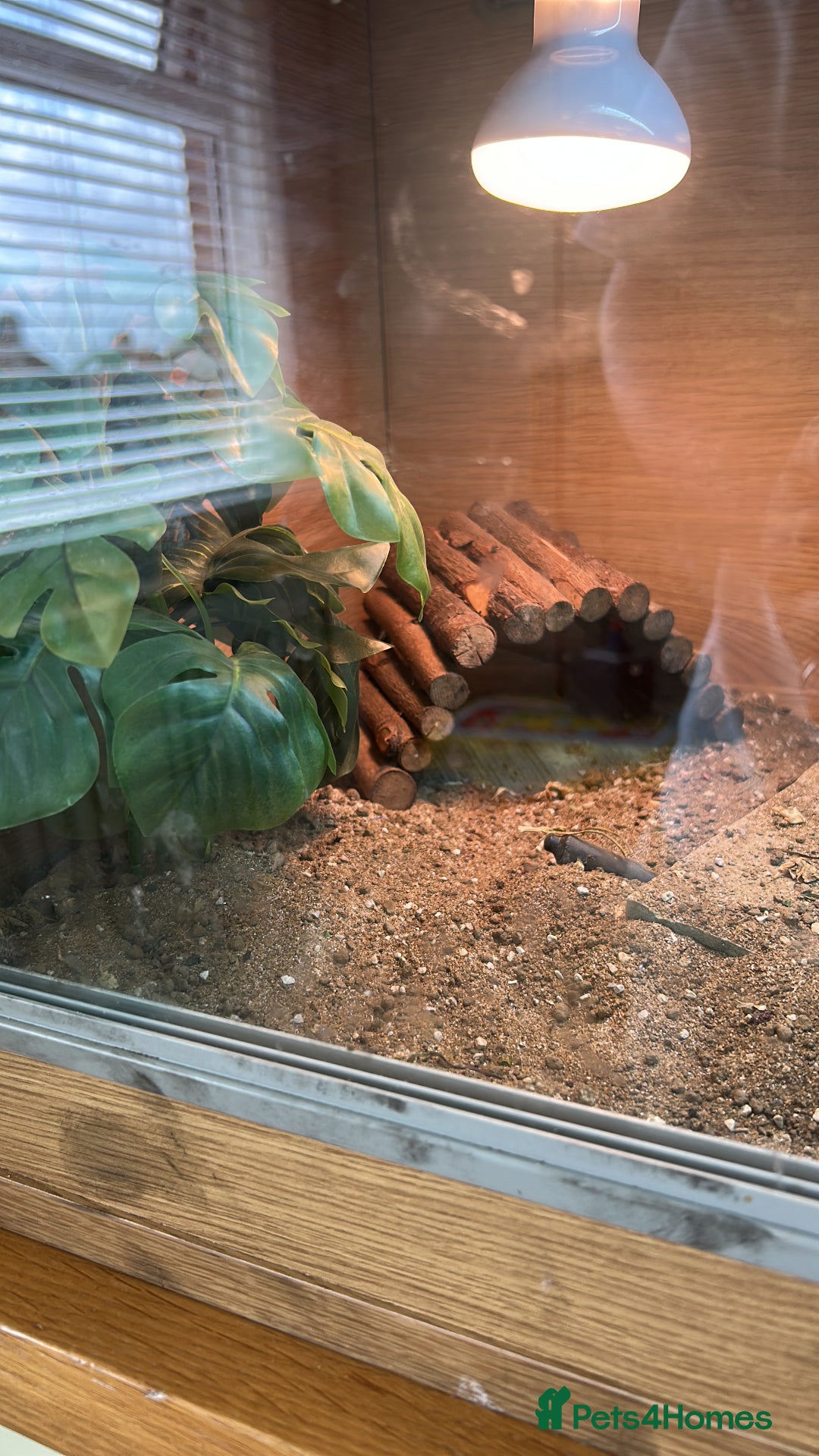 Tortoise reptiles for sale: Shelly The Tortoise  - Image 7