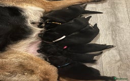 German Shepherd dogs for sale: German Shepard puppies.  - Image 11