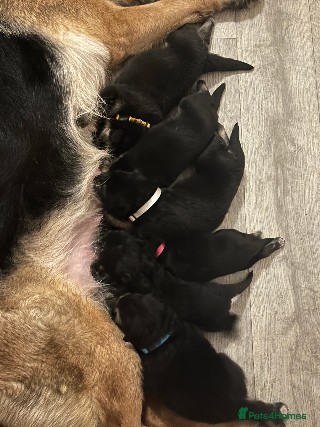German Shepherd dogs for sale: German Shepard puppies.  - Image 11