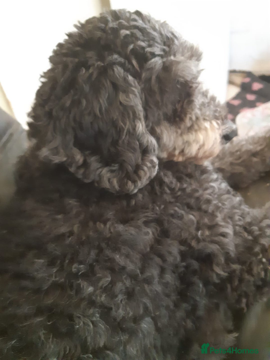 Cockapoo dogs for sale: Cockapoo Puppies F1 Homebred Licenced Ready Now  - Image 6