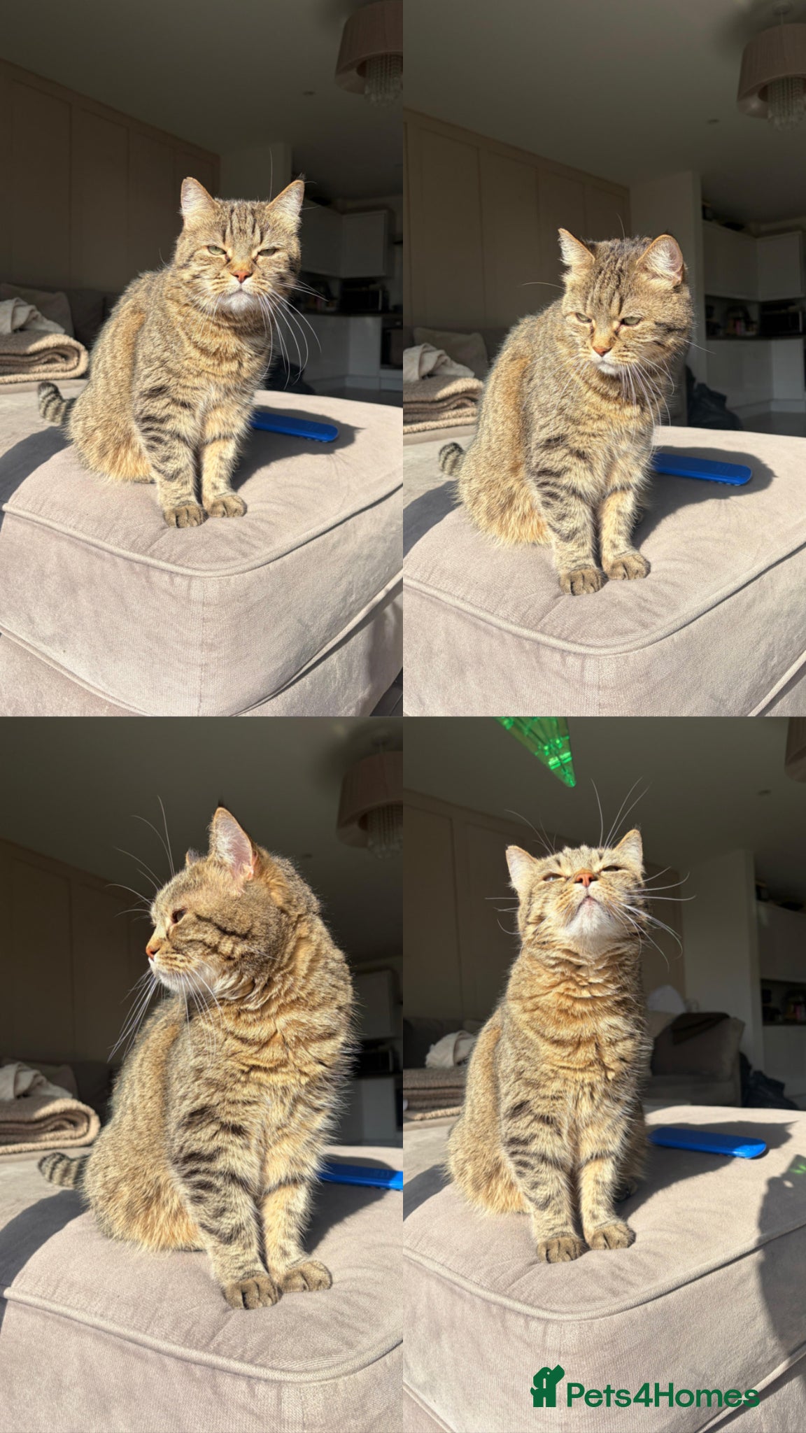 Mixed Breed cats Rehome Our Prince - FREE - Advert 1