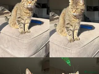 Mixed Breed cats Rehome Our Prince - FREE - Advert 9