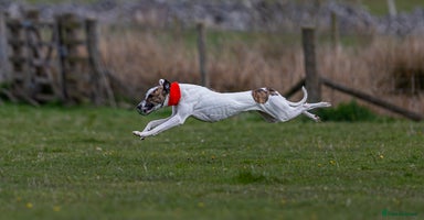 Mixed Breed dogs Lurcher x standard poodle  - Advert 9
