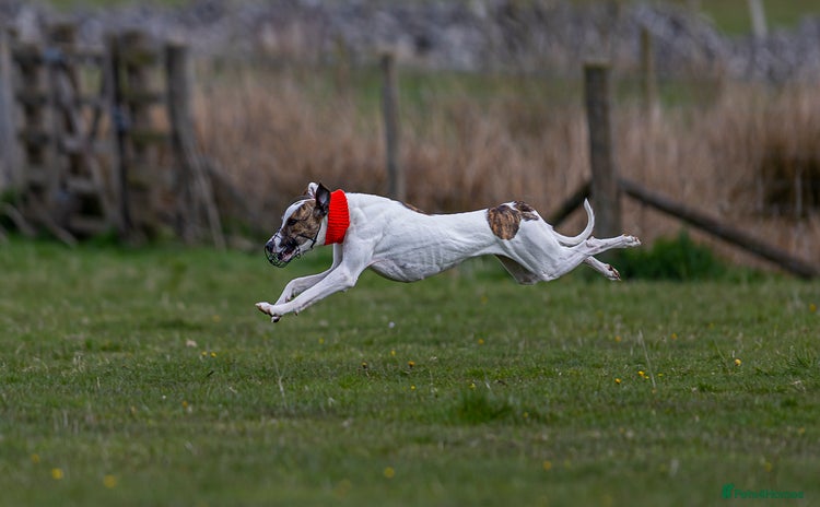 Mixed Breed dogs - Advert 1