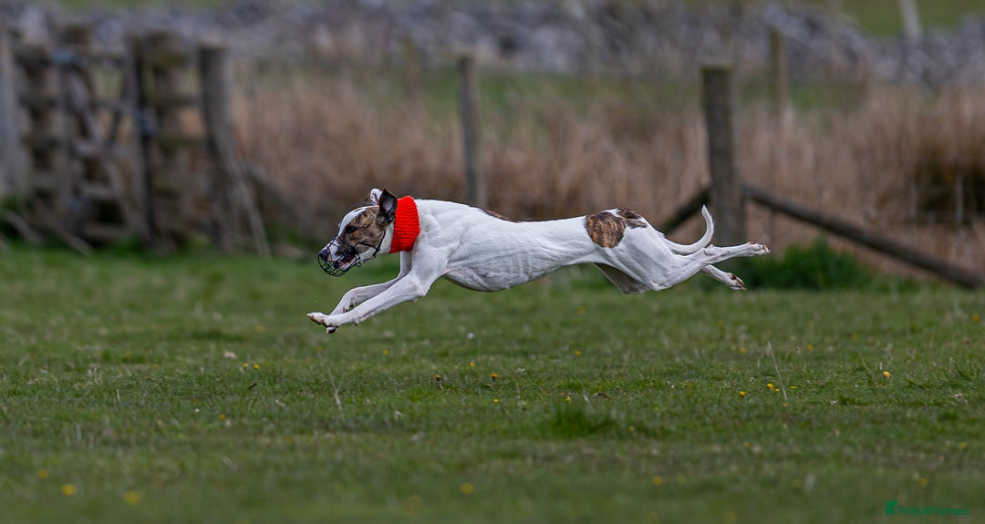 Mixed Breed dogs for sale: Lurcher x standard poodle  - Advert 1