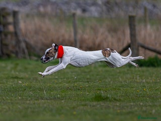Mixed Breed dogs for sale: Lurcher x standard poodle - Advert 1