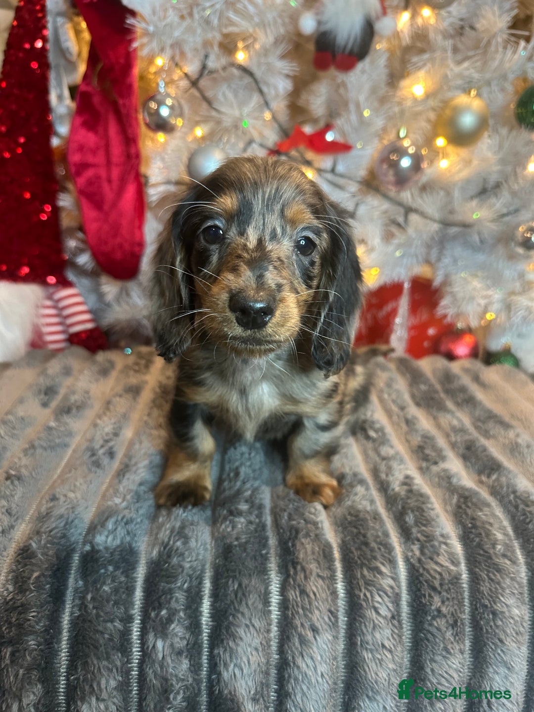 Miniature Dachshund dogs for sale: Long Haired Miniature Dachshund puppies - Advert 5