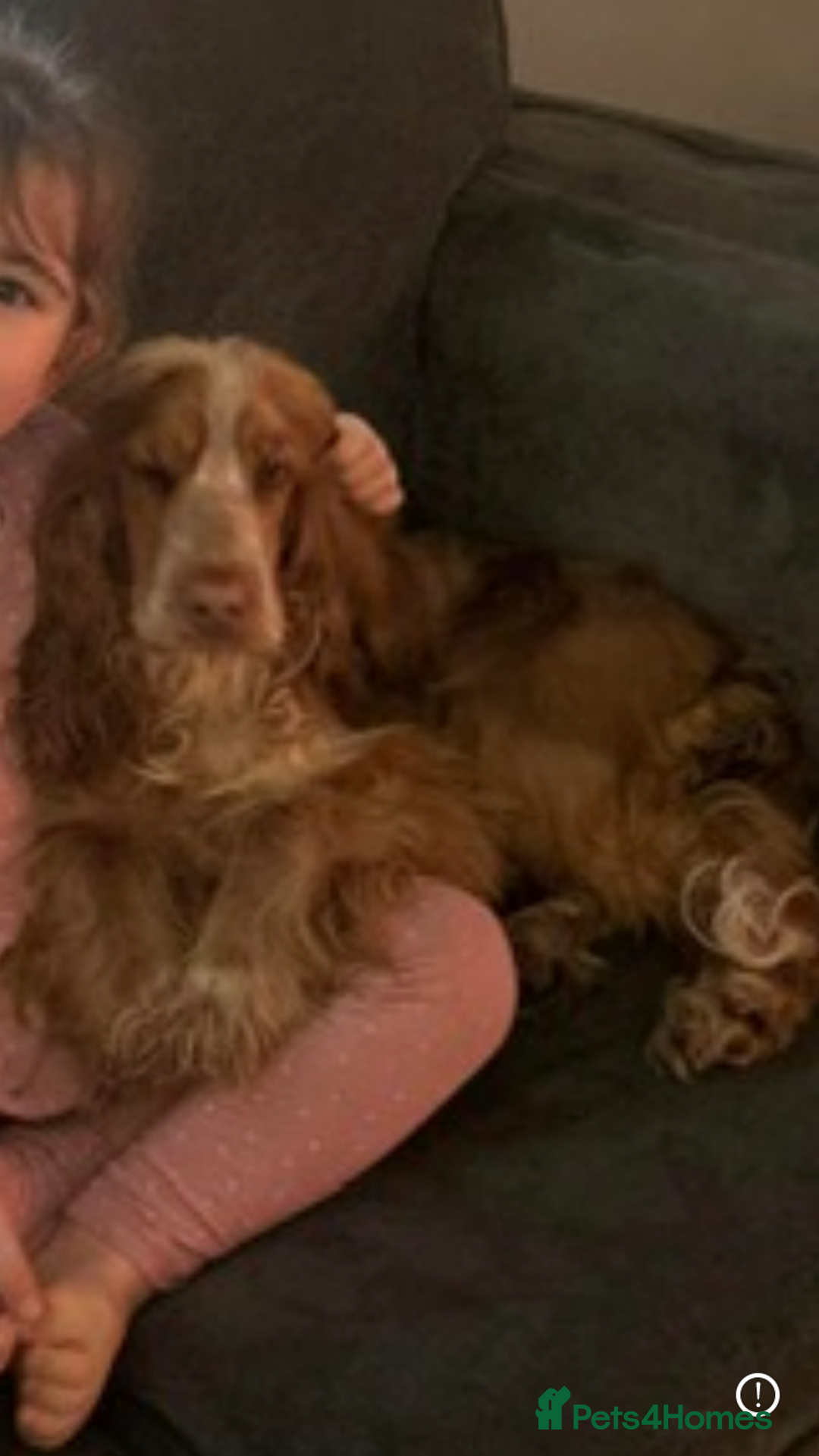 Cocker Spaniel dogs for sale: ‘Show Type’ Cocker Spaniel Puppies. KC Registered. - Advert 3