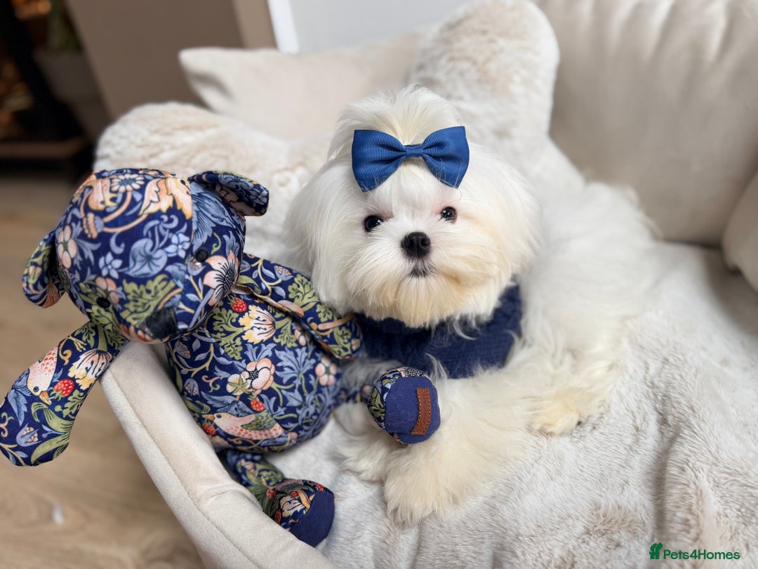 Maltese dogs for sale: Beautiful 6 month old Maltese Puppy Ready Now - Advert 14