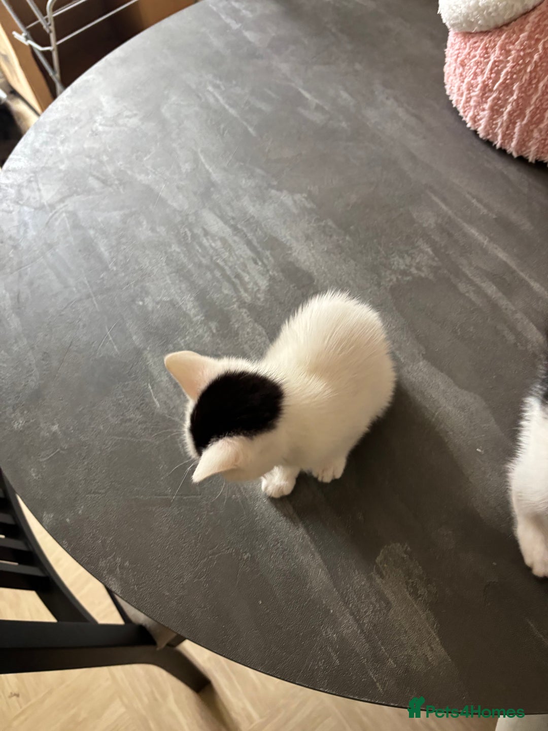 Mixed Breed cats for sale: Kittens for sale - Image 13