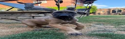 Belgian Shepherd Dog dogs for sale: Belgian Malinois puppies for sale!  - Advert 8