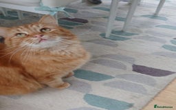 Mixed Breed cats for adoption: BEANS - Advert 2