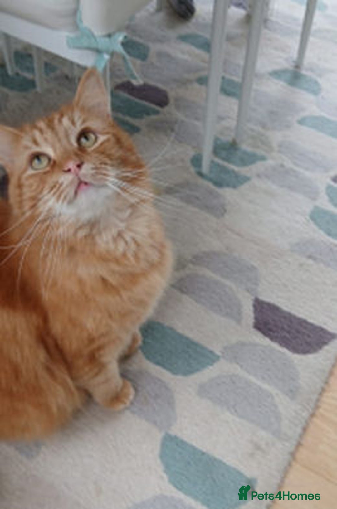 Mixed Breed cats for adoption: BEANS - Advert 2