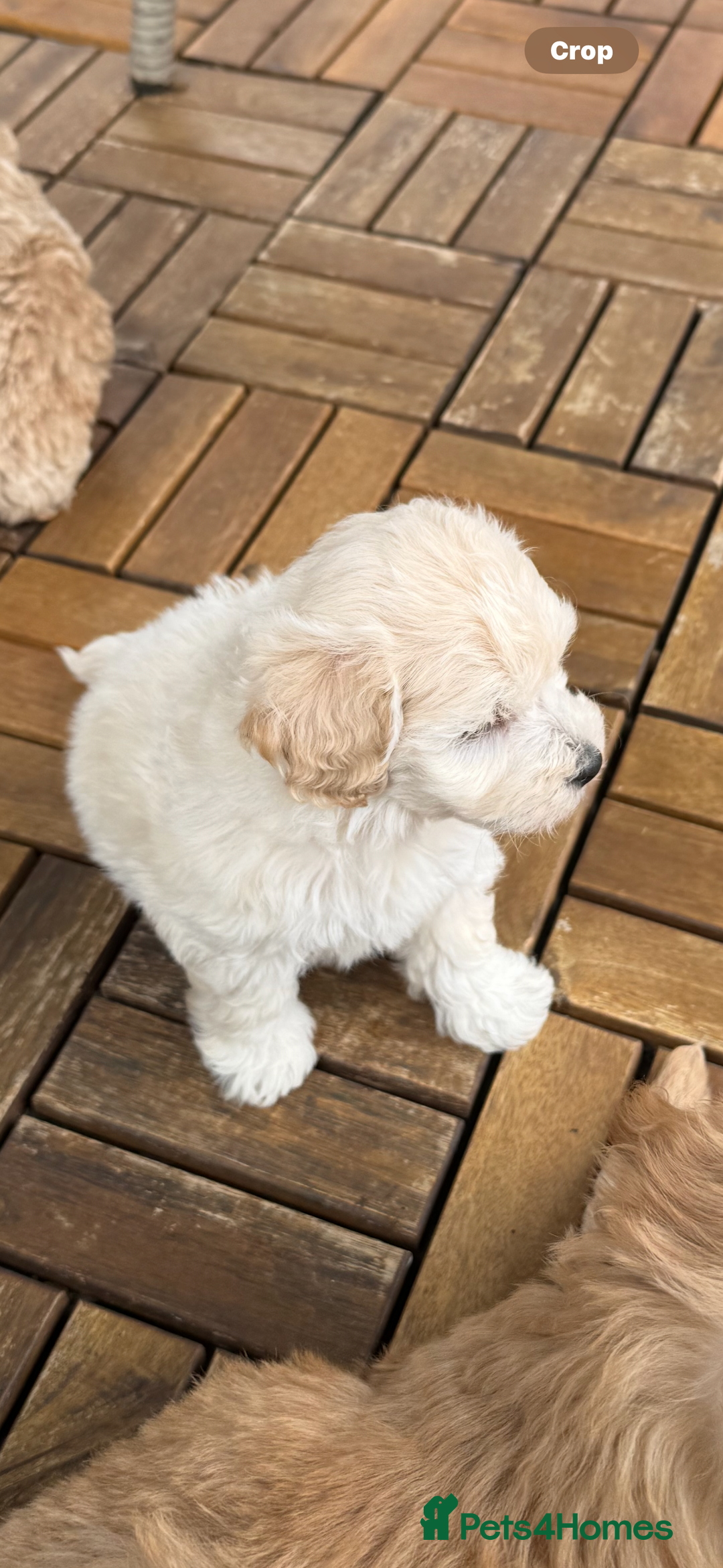 Maltipoo dogs for sale: Tiny Teddy bear maltipoo puppy - Image 11