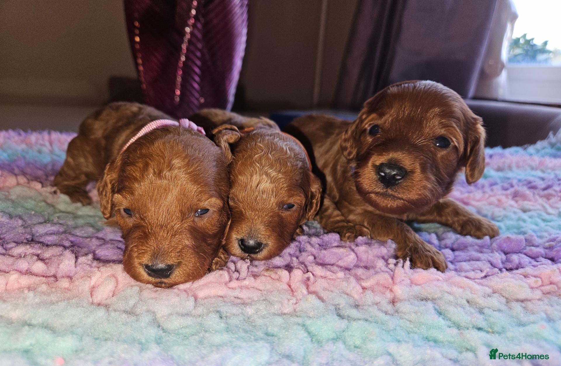 Cavapoo dogs Licensed breeder tiny toy red cavapoo pups  - Advert 1