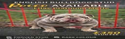 English Bulldog dogs for stud: DwKc registered platinum and tan Merle stud only  - Advert 1