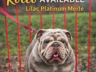 English Bulldog dogs DwKc registered platinum and tan Merle stud only - Advert 1