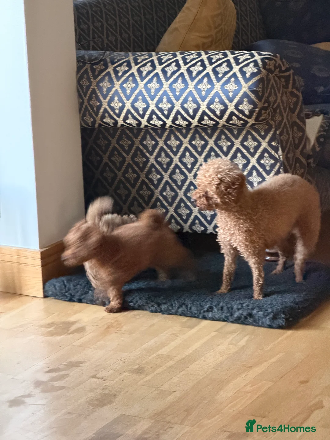 Maltipoo dogs for sale: Beautiful red multipoo for sale 2 boys 1 girl - Advert 15