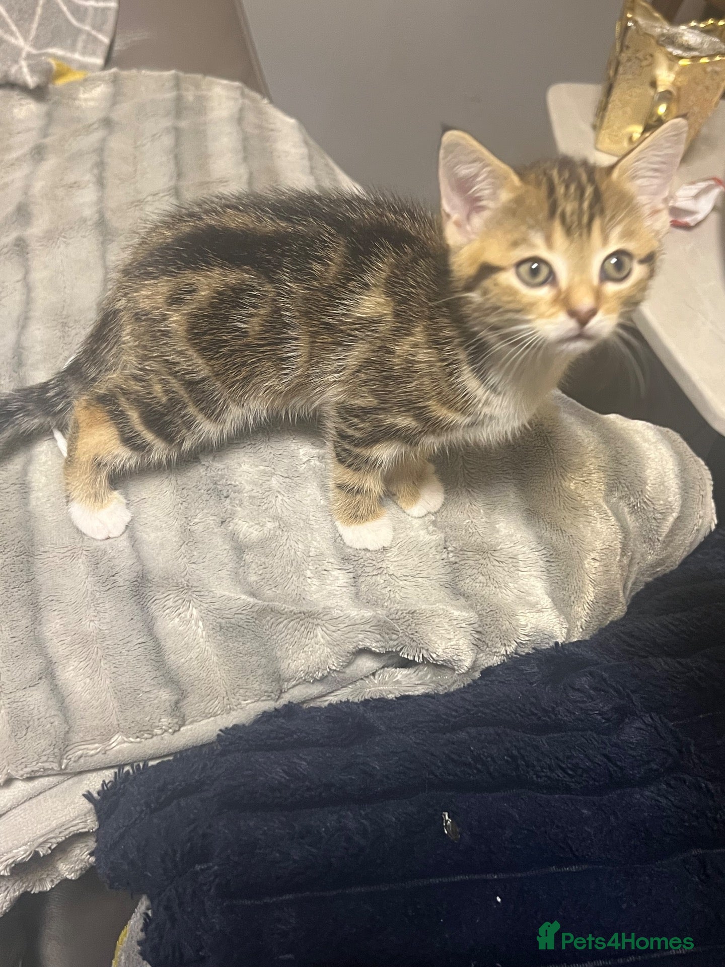 Mixed Breed cats for sale: 2 gorgeous- light brown mixed tabby kittens-Girls  - Advert 22