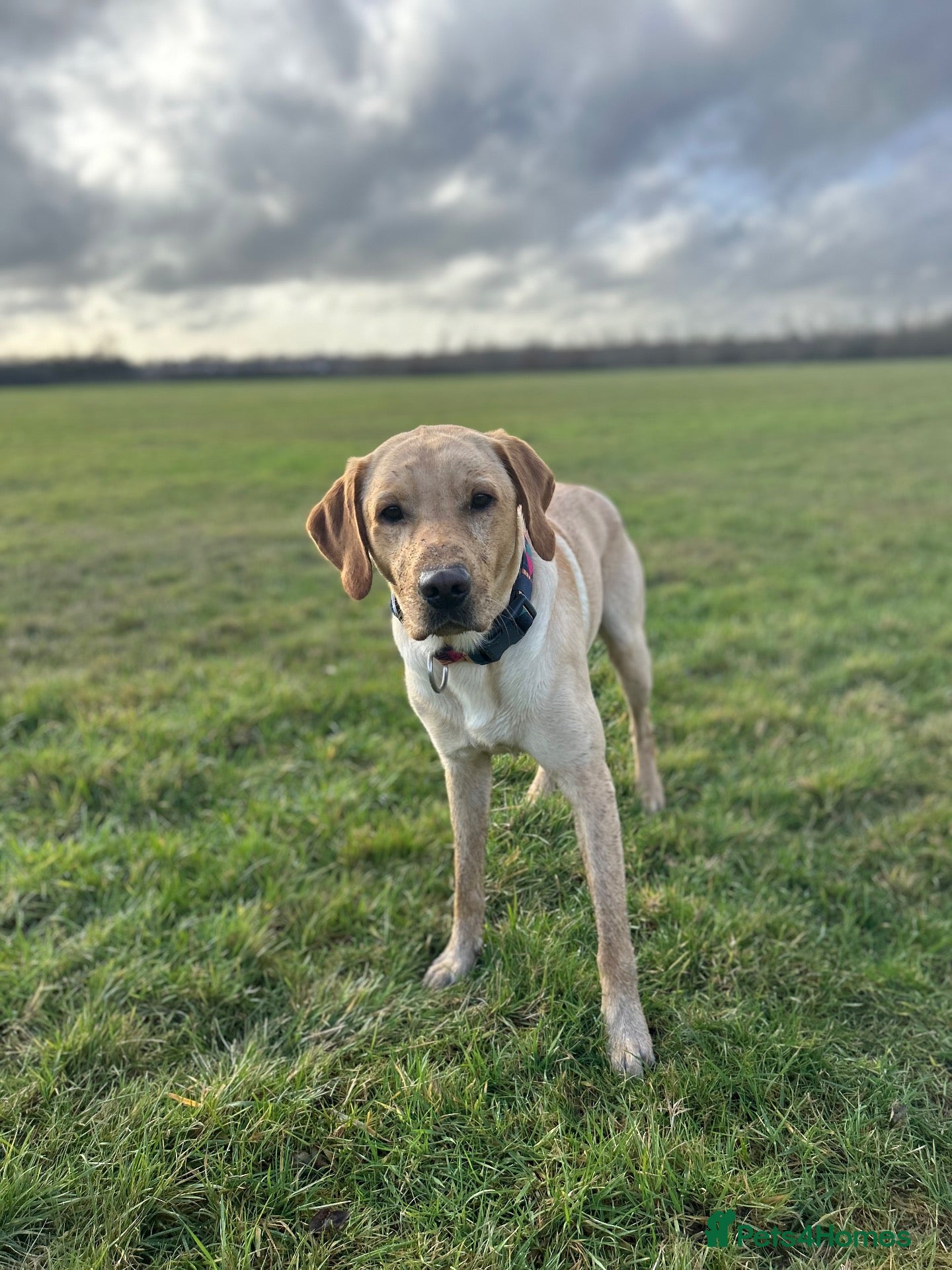 Labrador Retriever dogs 🐾 REX — GOLDEN LABRADOR RETRIEVER AT STUD 🐾 - Advert 1