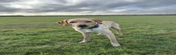 Labrador Retriever dogs for stud: 🐾 REX — GOLDEN LABRADOR RETRIEVER AT STUD 🐾 in Bedford - Advert 1