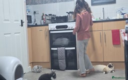 Dwarf Lop rabbits for sale: Little lady  - Image 3