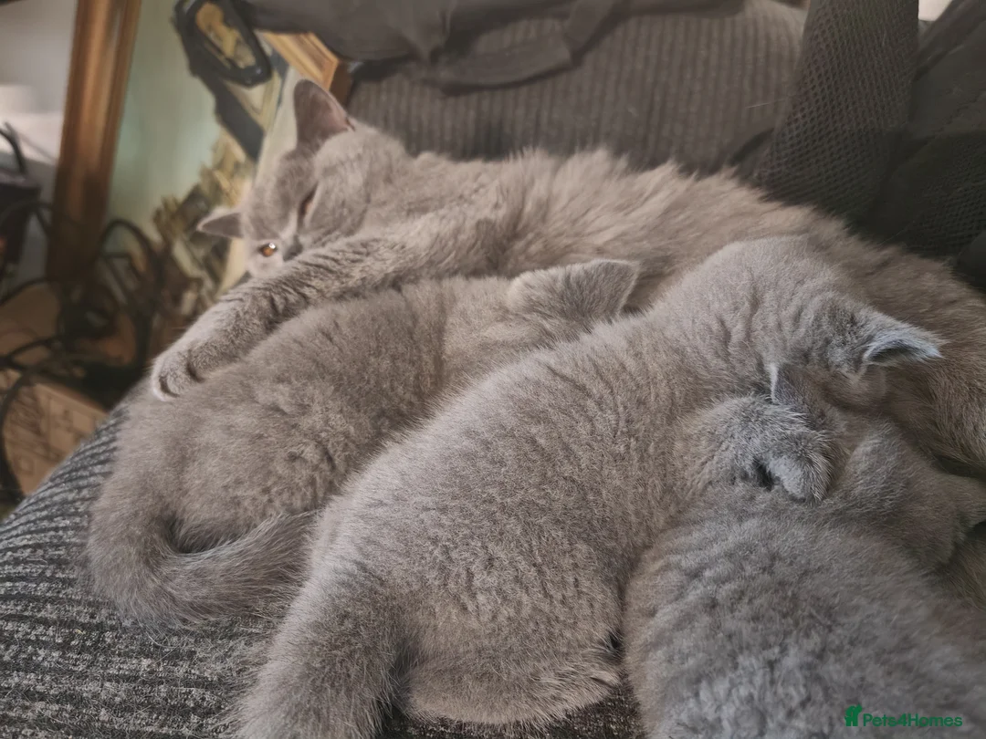 British Shorthair cats for sale: British blue for sale gret price in Pontefract - Advert 6