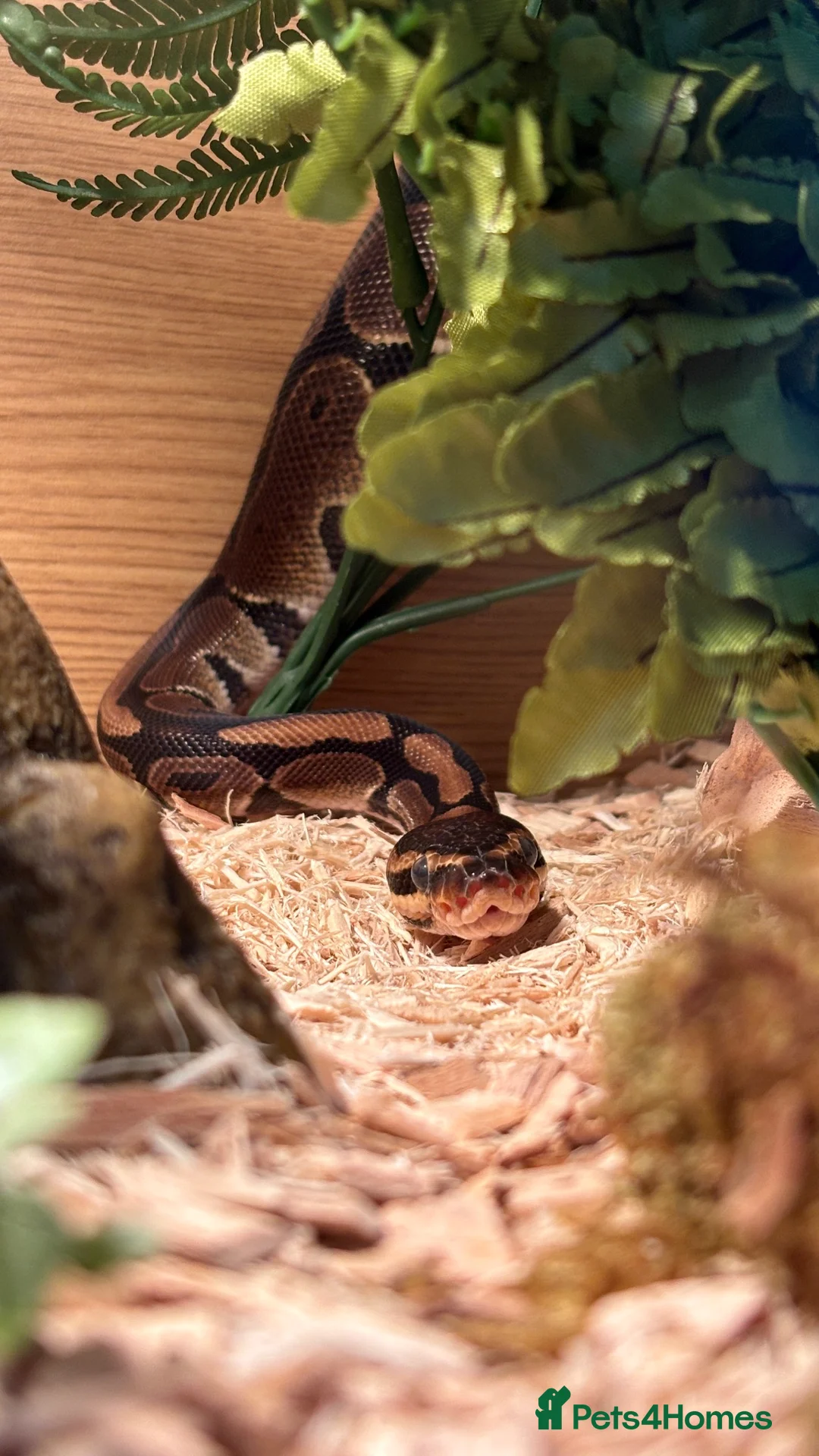 Python Snake reptiles for sale: 9 Month Ball Python - Advert 1