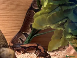 Python Snake reptiles 9 Month Ball Python - Advert 1
